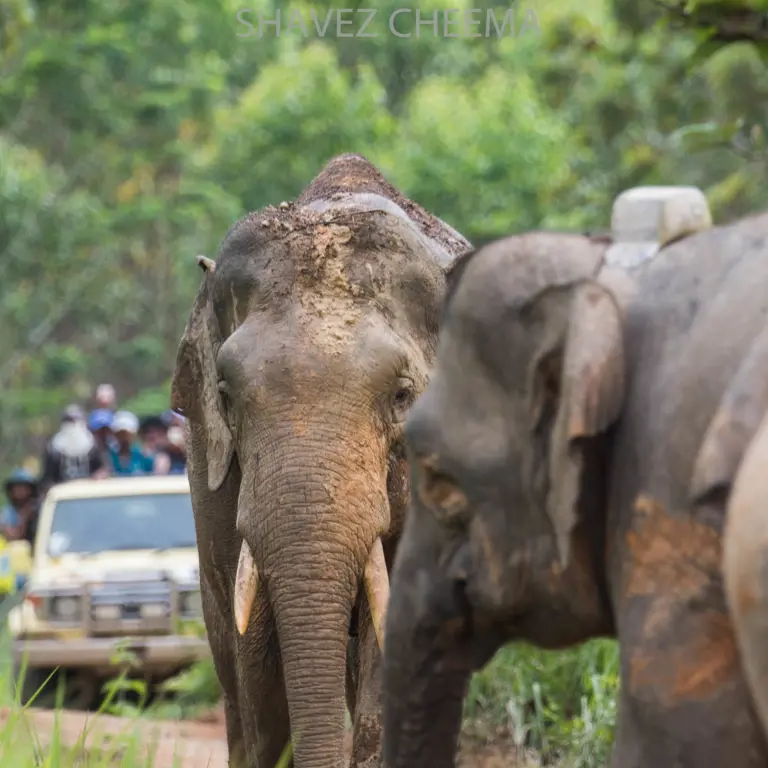 1StopBorneo Wildlife